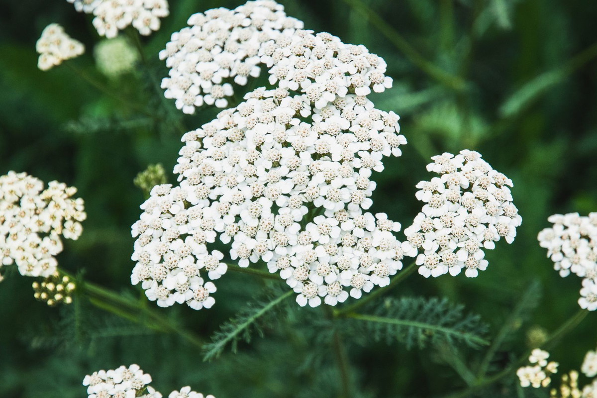 krwawnik właściwości magiczne