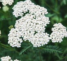 krwawnik właściwości magiczne