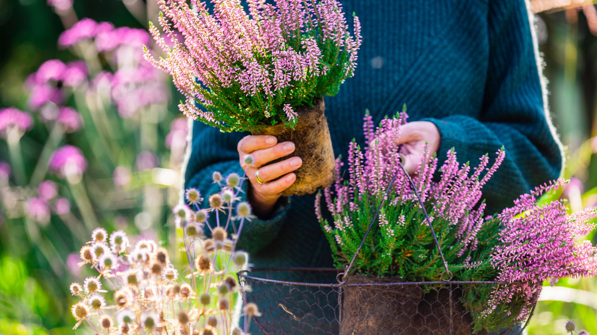 Te jesienne kwiaty są pechowe. Przyciągną do ciebie wszystko, co najgorsze