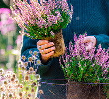 Te jesienne kwiaty są pechowe. Przyciągną do ciebie wszystko, co najgorsze