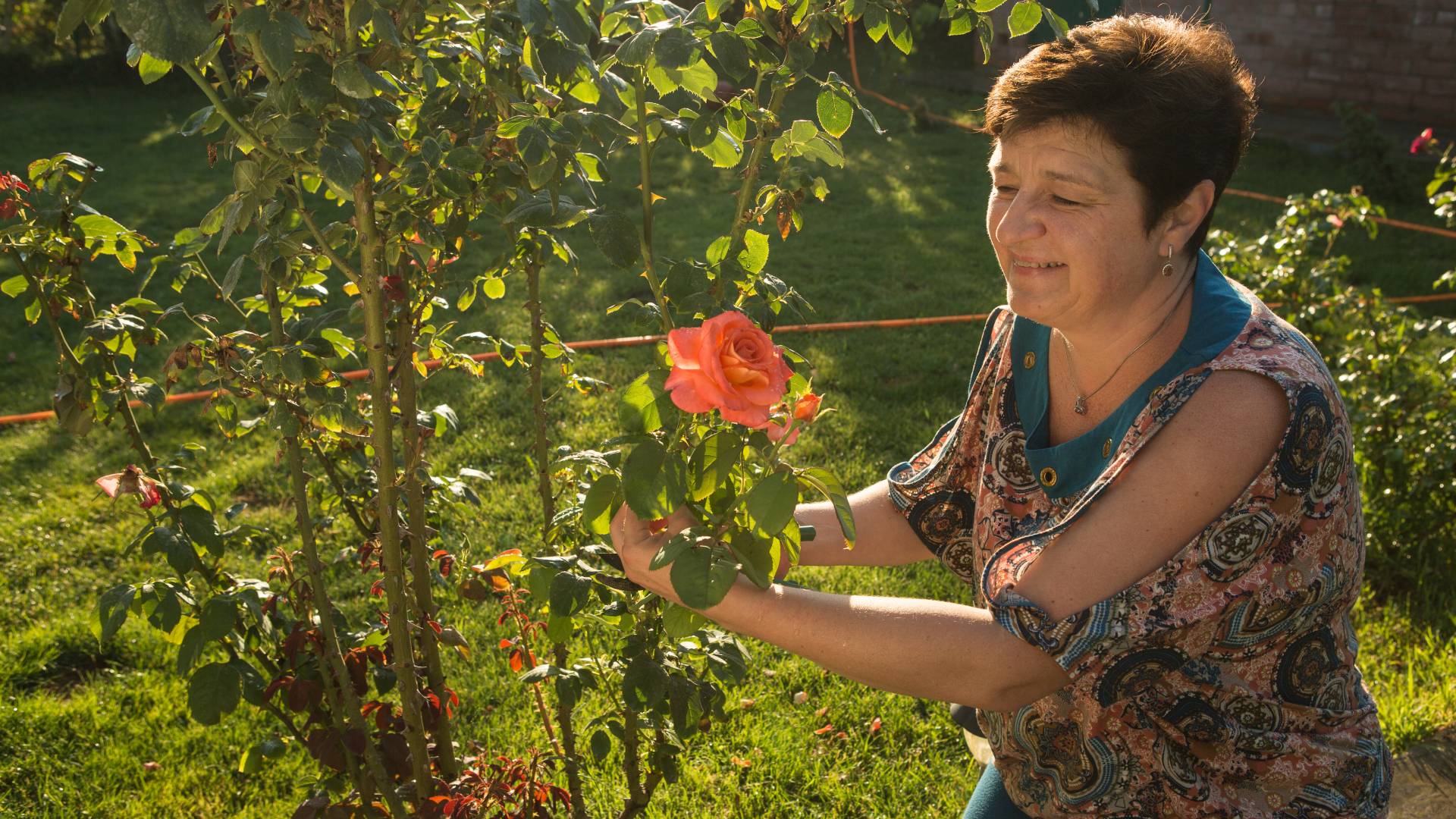 Rytuał Herbacianej Róży na powodzenie w miłości. Zajmie ci 3 minuty, a efekty przyjdą natychmiast