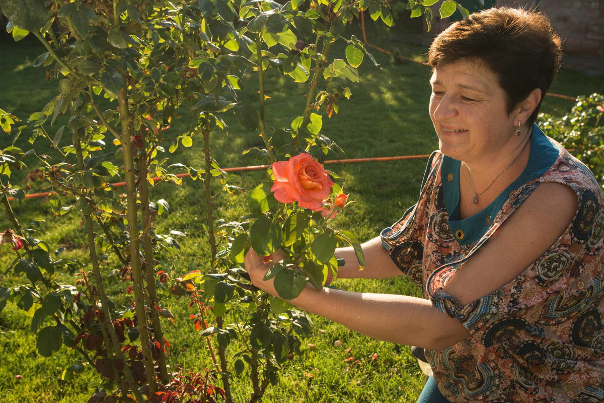 Rytuał Herbacianej Róży na powodzenie w miłości. Zajmie ci 3 minuty, a efekty przyjdą natychmiast