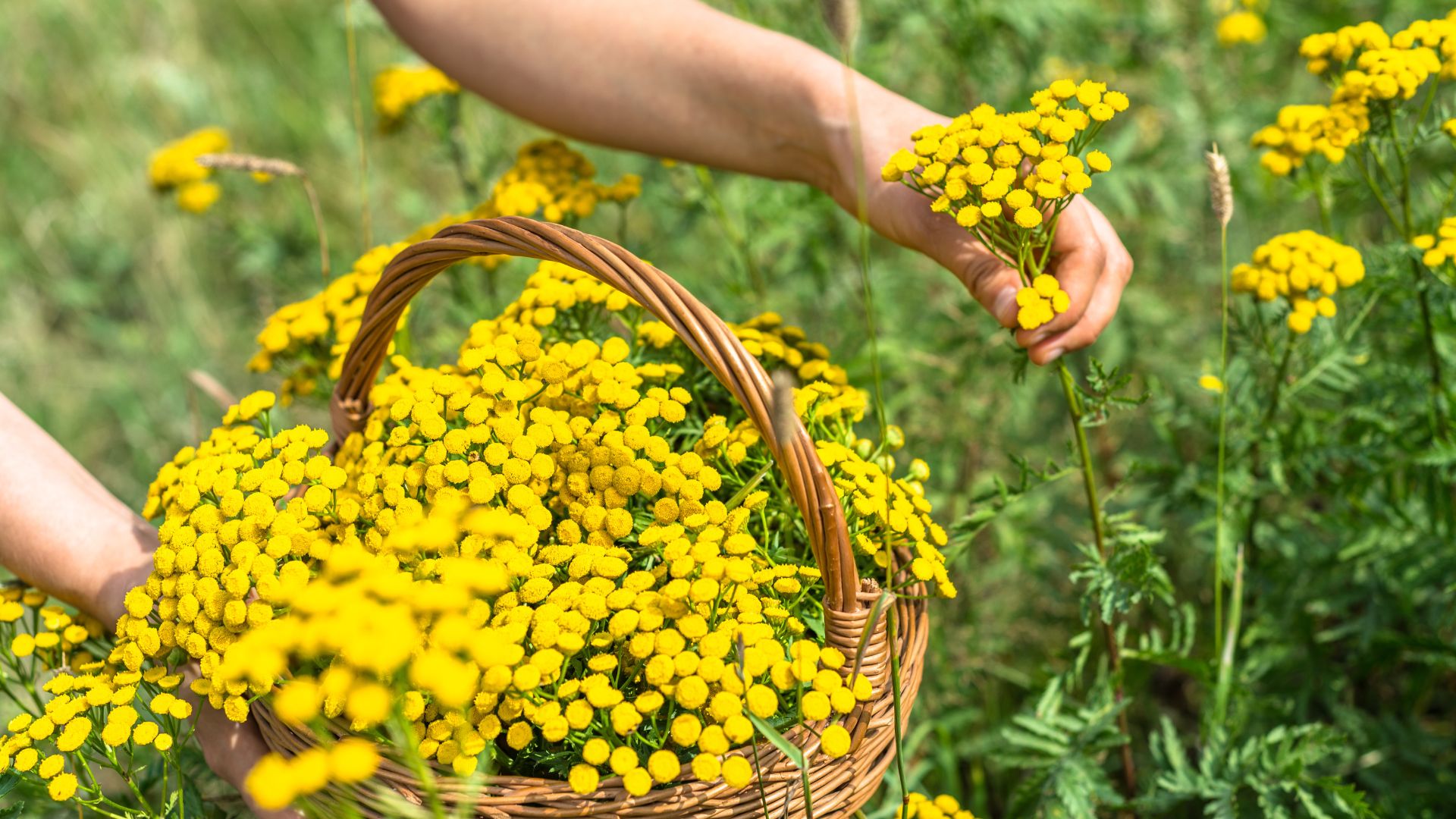 wrotycz właściwości magiczne