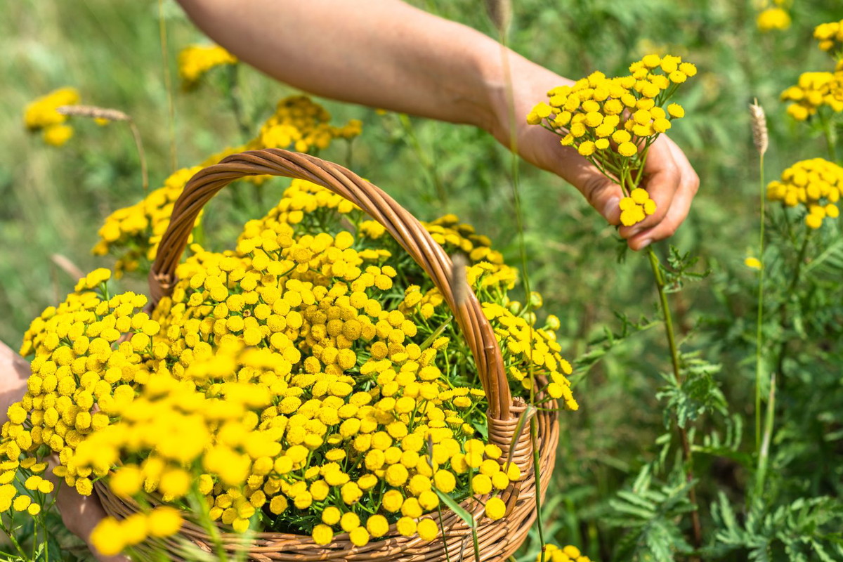 wrotycz właściwości magiczne