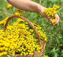 wrotycz właściwości magiczne