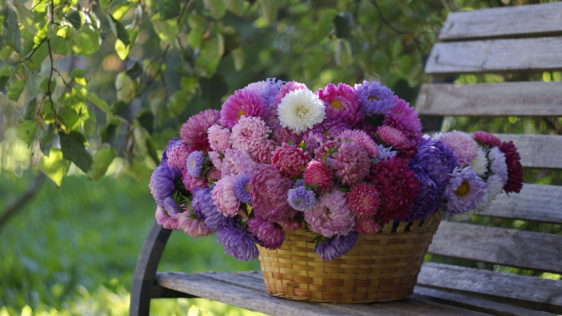 Aster ma wyjątkowe znaczenie w miłości. Przyciągnie do ciebie głębokie uczucie