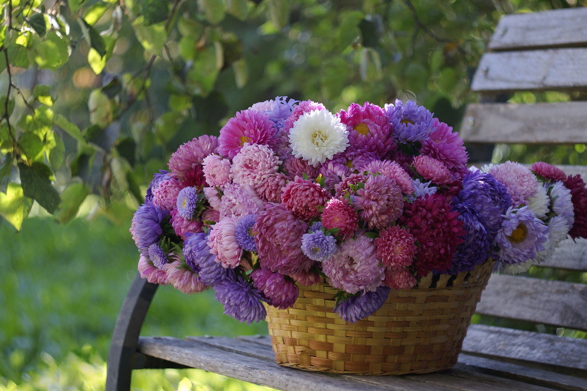 Aster ma wyjątkowe znaczenie w miłości. Przyciągnie do ciebie głębokie uczucie