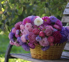 Aster ma wyjątkowe znaczenie w miłości. Przyciągnie do ciebie głębokie uczucie