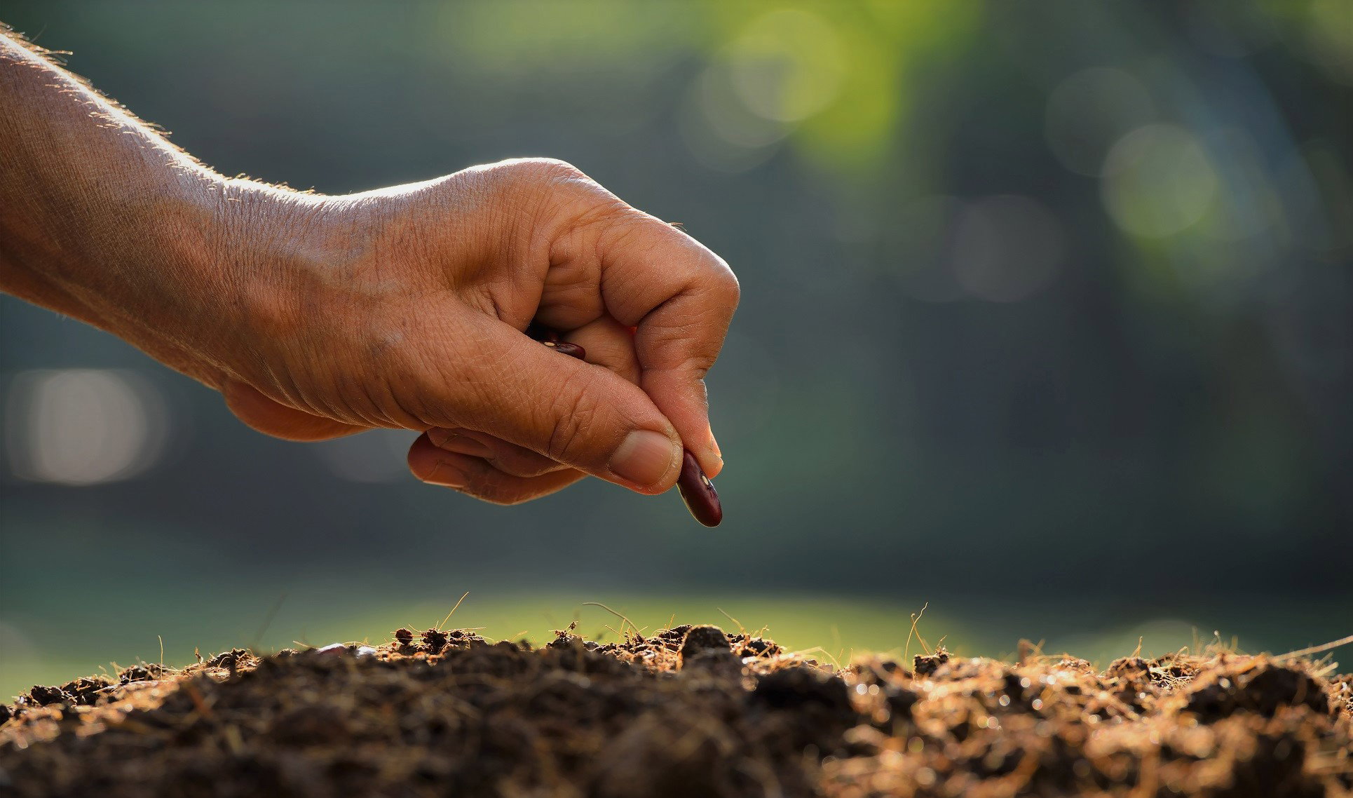 Zasadź to ziarno, a pieniądze pojawią się same. Uwaga, masz tylko 10 dni