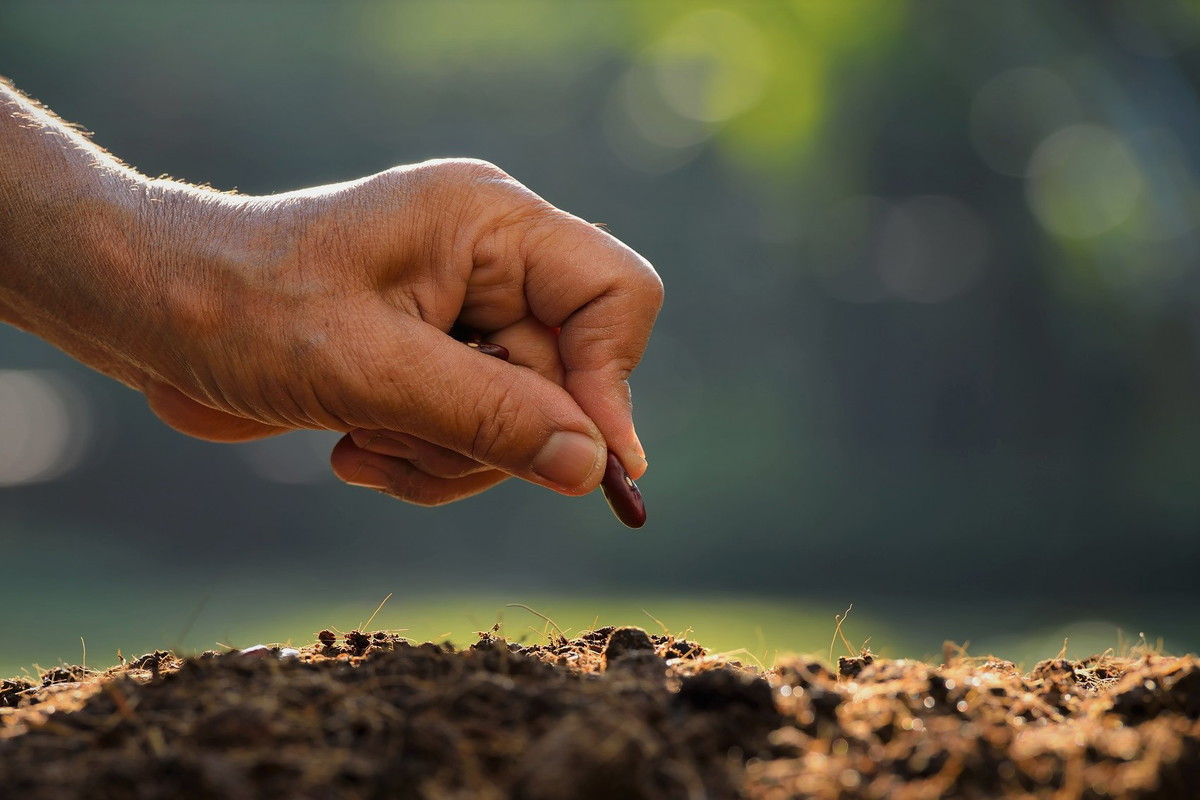 Zasadź to ziarno, a pieniądze pojawią się same. Uwaga, masz tylko 10 dni