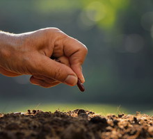 Zasadź to ziarno, a pieniądze pojawią się same. Uwaga, masz tylko 10 dni