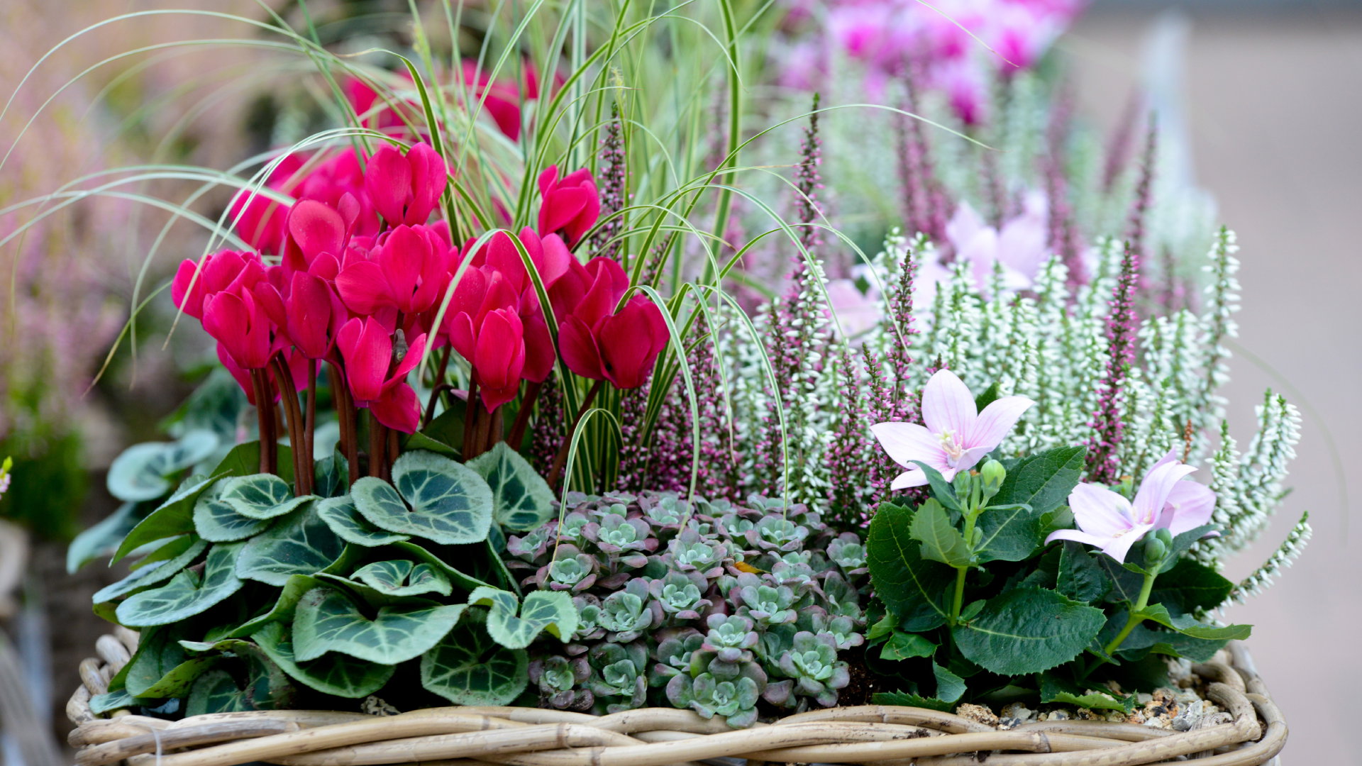 To kwiat na pieniądze. Przyciągnie do ciebie Fortunę, ale jest 1 haczyk