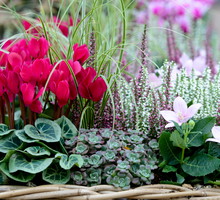 To kwiat na pieniądze. Przyciągnie do ciebie Fortunę, ale jest 1 haczyk