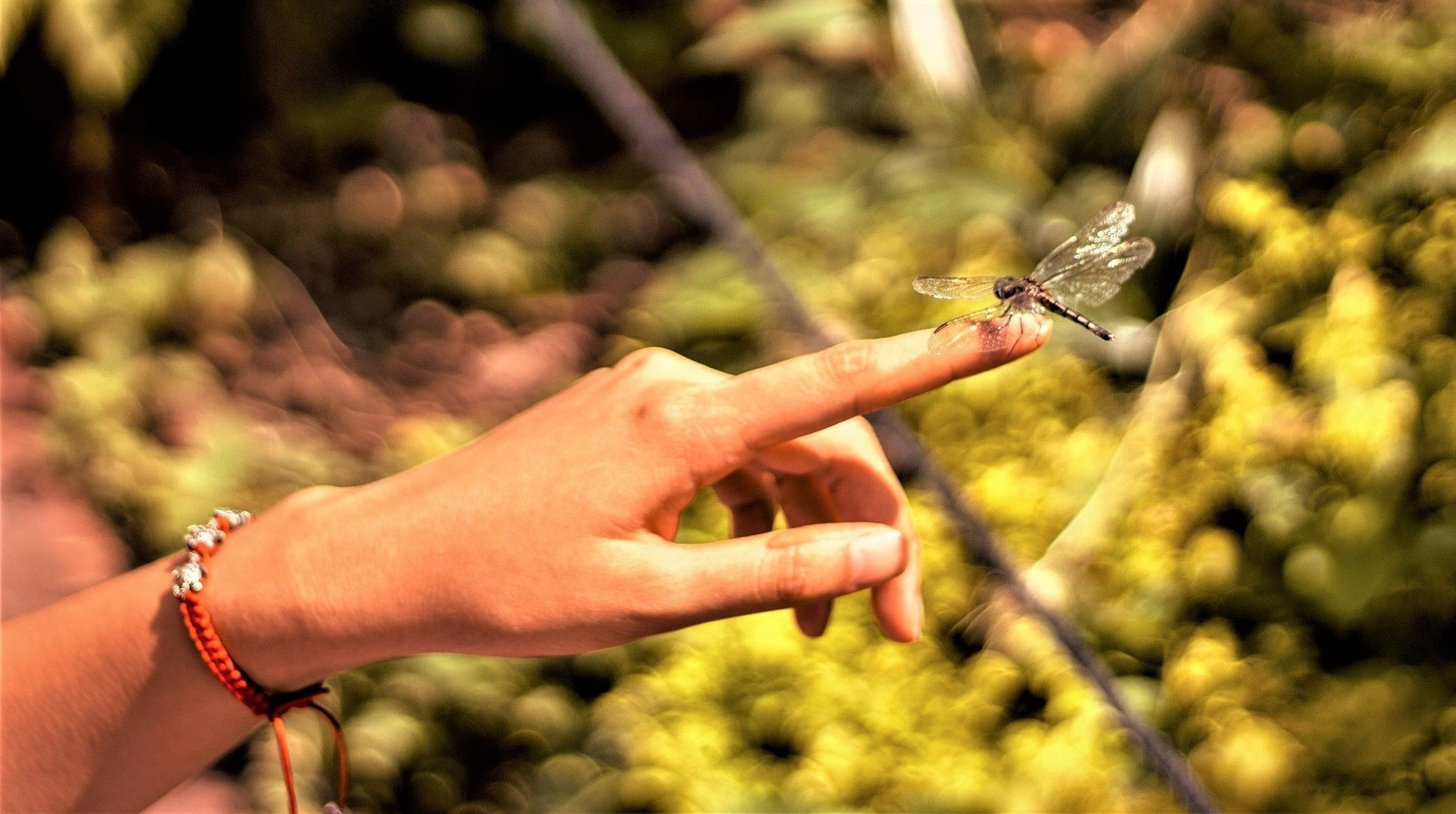 Symbolika ważki: Ten 1 znak zapowiada wielką transformację. Przygotuj się na zmiany w miłości i życiu
