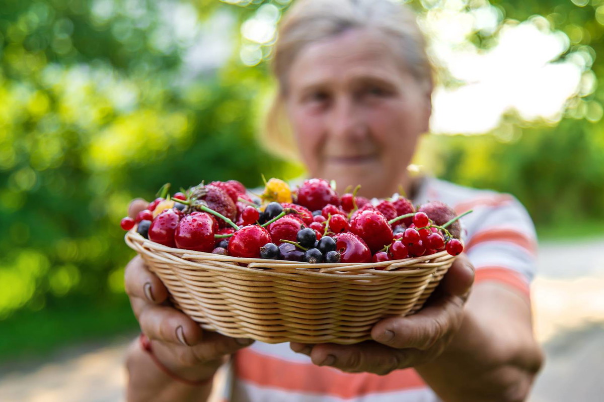 Czerwona porzeczka zapewnia bogactwo i przynosi szczęście. Ale jest 1 haczyk