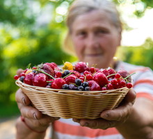 Czerwona porzeczka zapewnia bogactwo i przynosi szczęście. Ale jest 1 haczyk