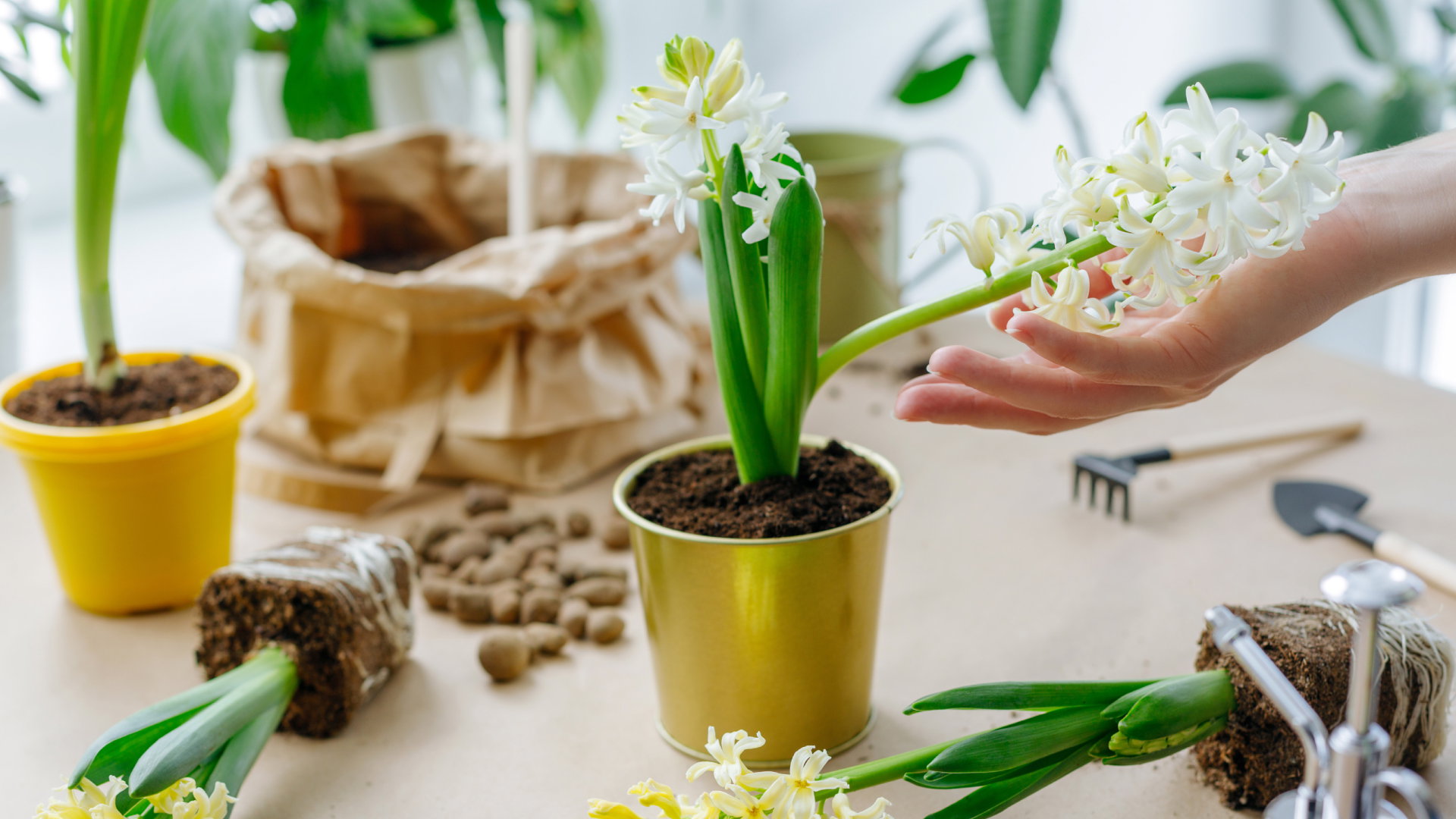 Ten kwiat przyciąga smutek i łzy. Polki go kochają, ale lepiej pozbądź się go z domu