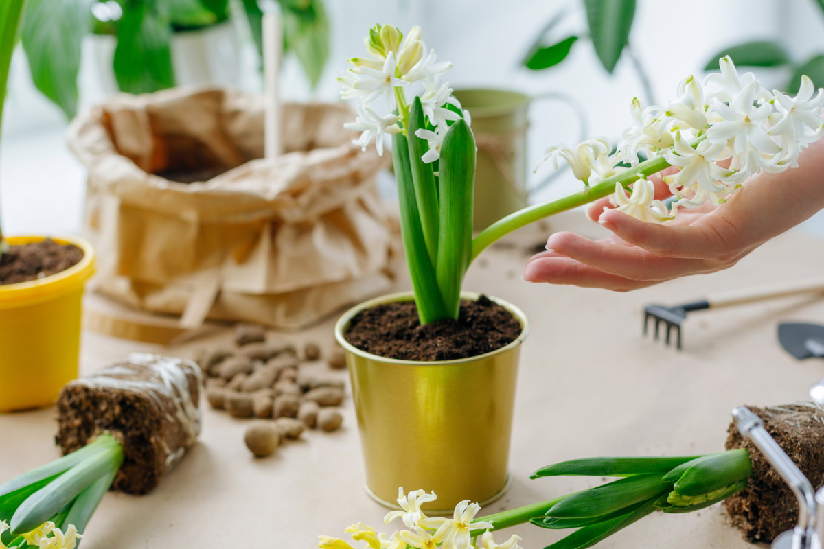 Ten kwiat przyciąga smutek i łzy. Polki go kochają, ale lepiej pozbądź się go z domu