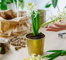 Ten kwiat przyciąga smutek i łzy. Polki go kochają, ale lepiej pozbądź się go z domu