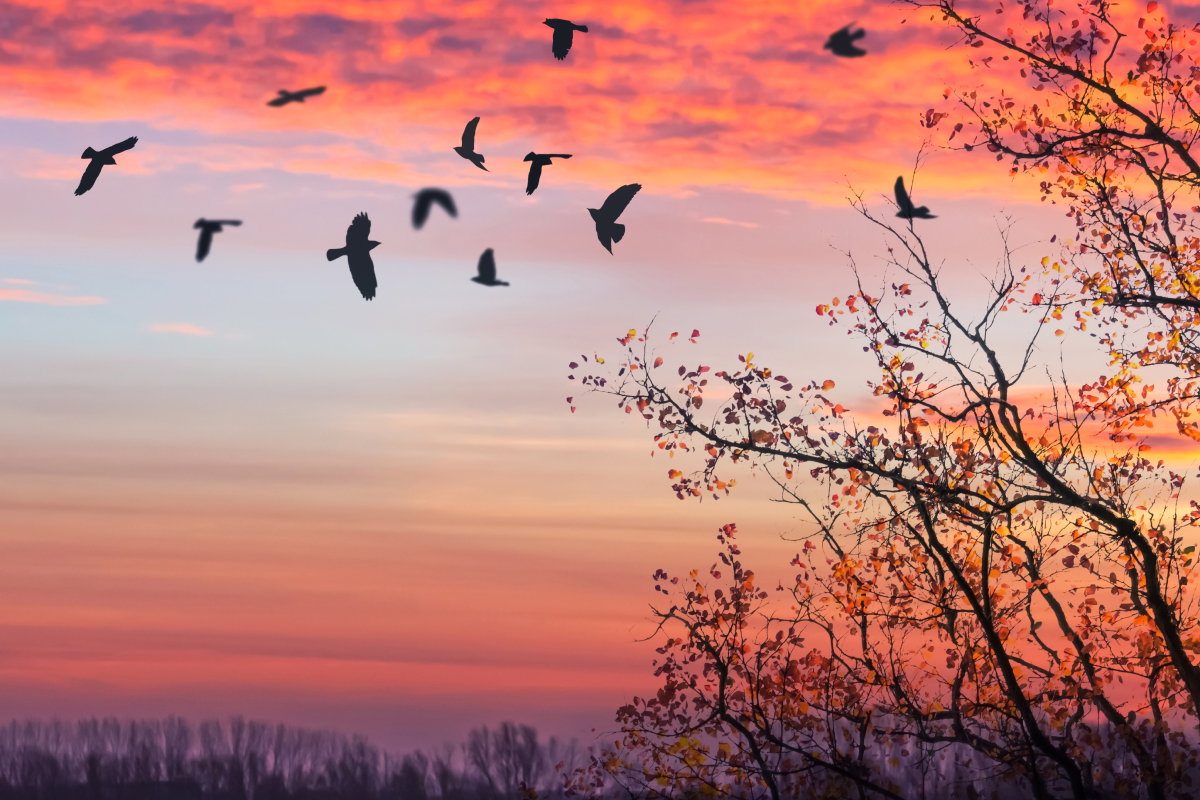 Kolor aury na październik 2024