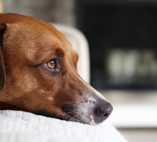 Czy psy widzą duchy_