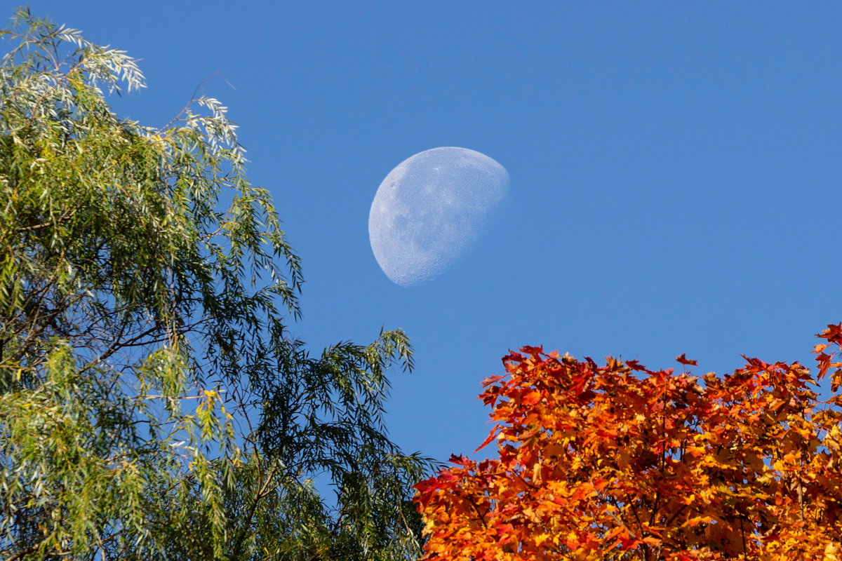 Poranny sposób na rosnący Księżyc