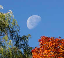 Poranny sposób na rosnący Księżyc