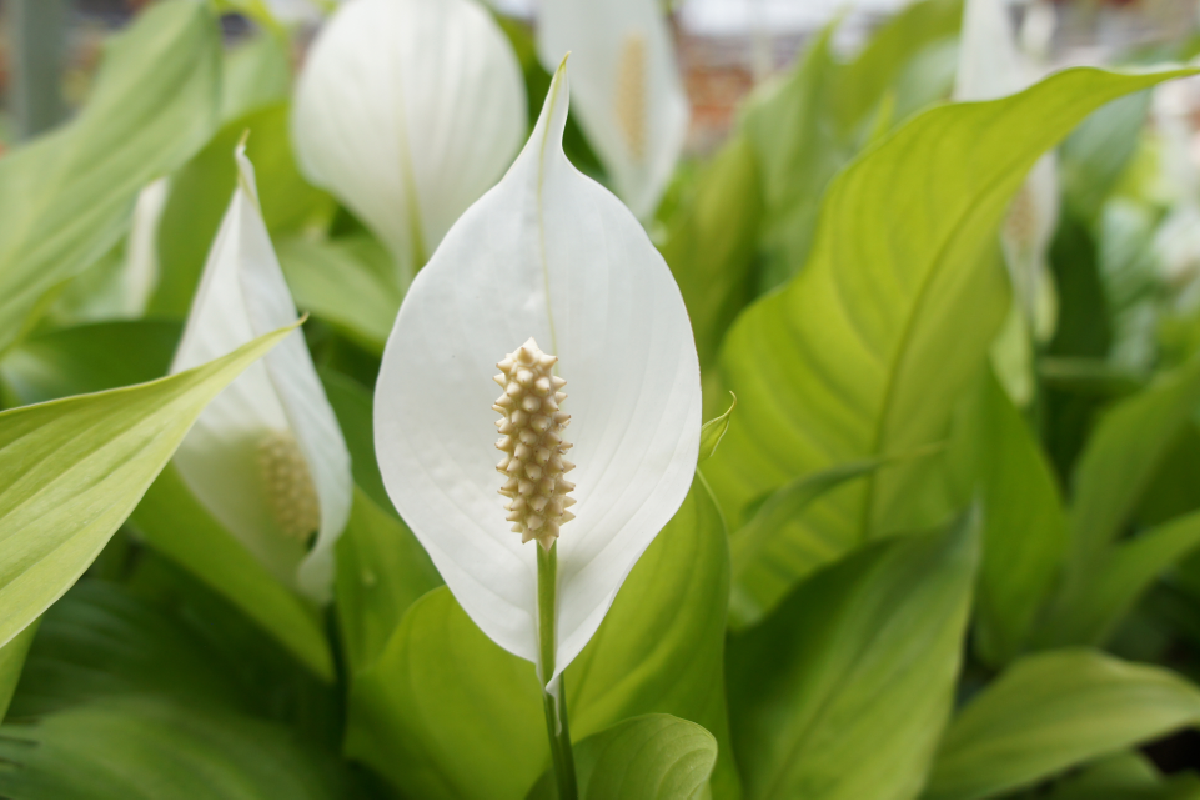 Skrzydłokwiat przesądy