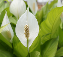 Skrzydłokwiat przesądy