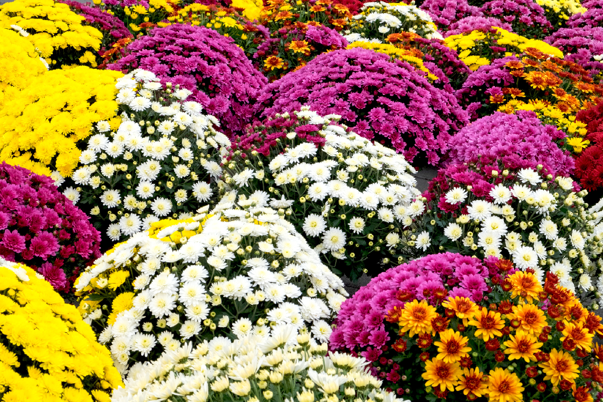 Chryzantemy znaczenie