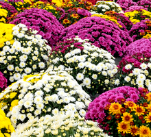 Chryzantemy znaczenie