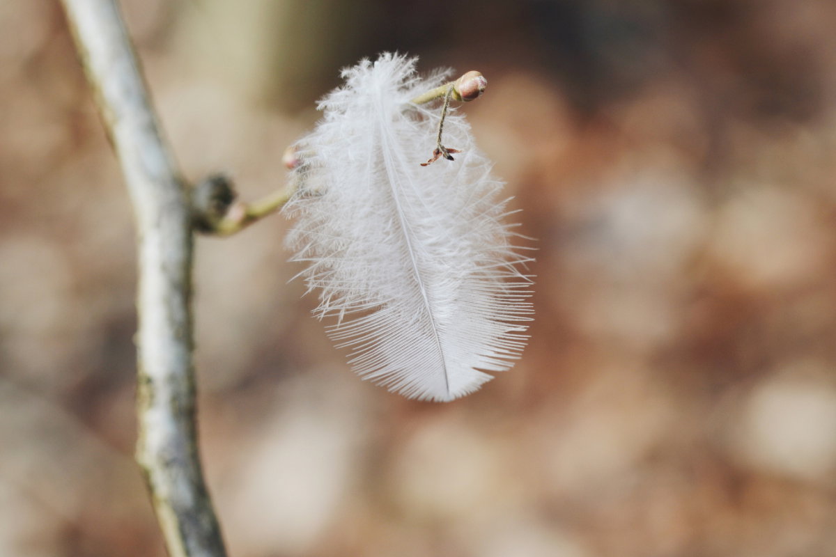 Przesłanie anielskie na listopad 2024