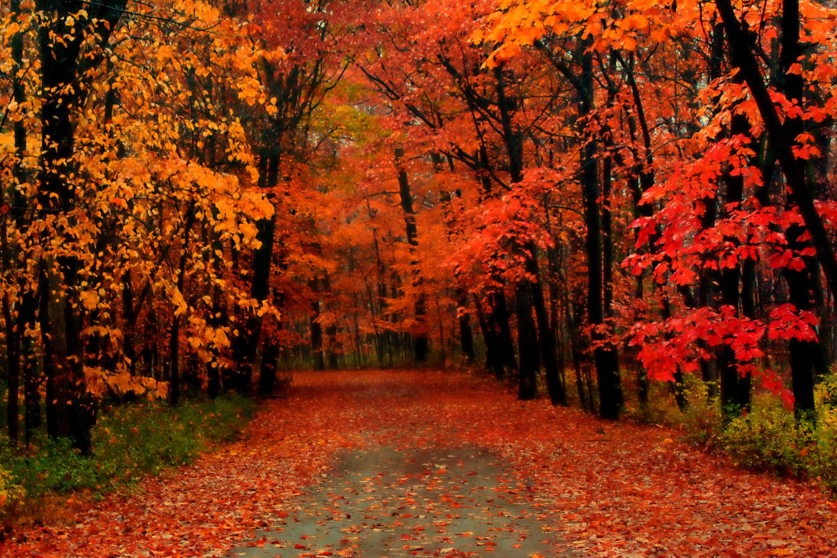 Kolor aury na listopad 2024