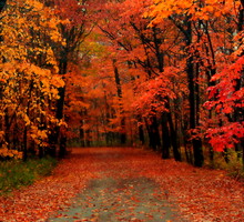 Kolor aury na listopad 2024