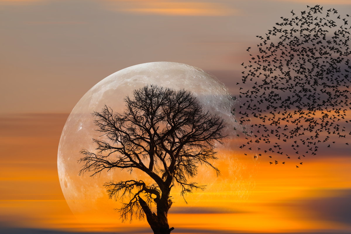 Tygodniowa prognoza astrologiczna 18-24 listopada 2024