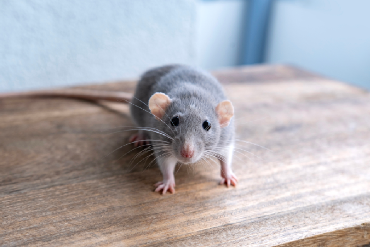 Mysz w domu: przesądy