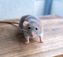 Mysz w domu: przesądy