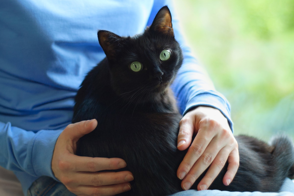 Rytuał na Dzień Czarnego Kota