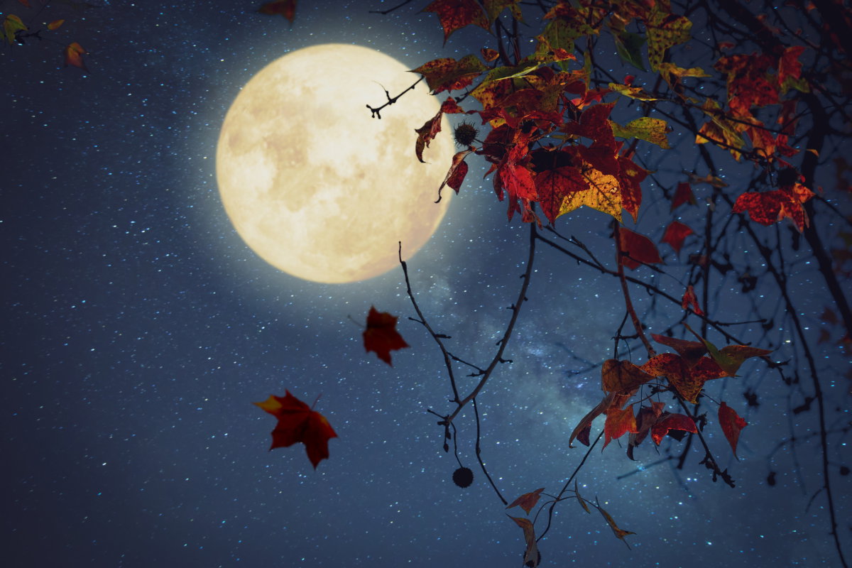 Tygodniowa prognoza astrologiczna 11-17 listopada 2024