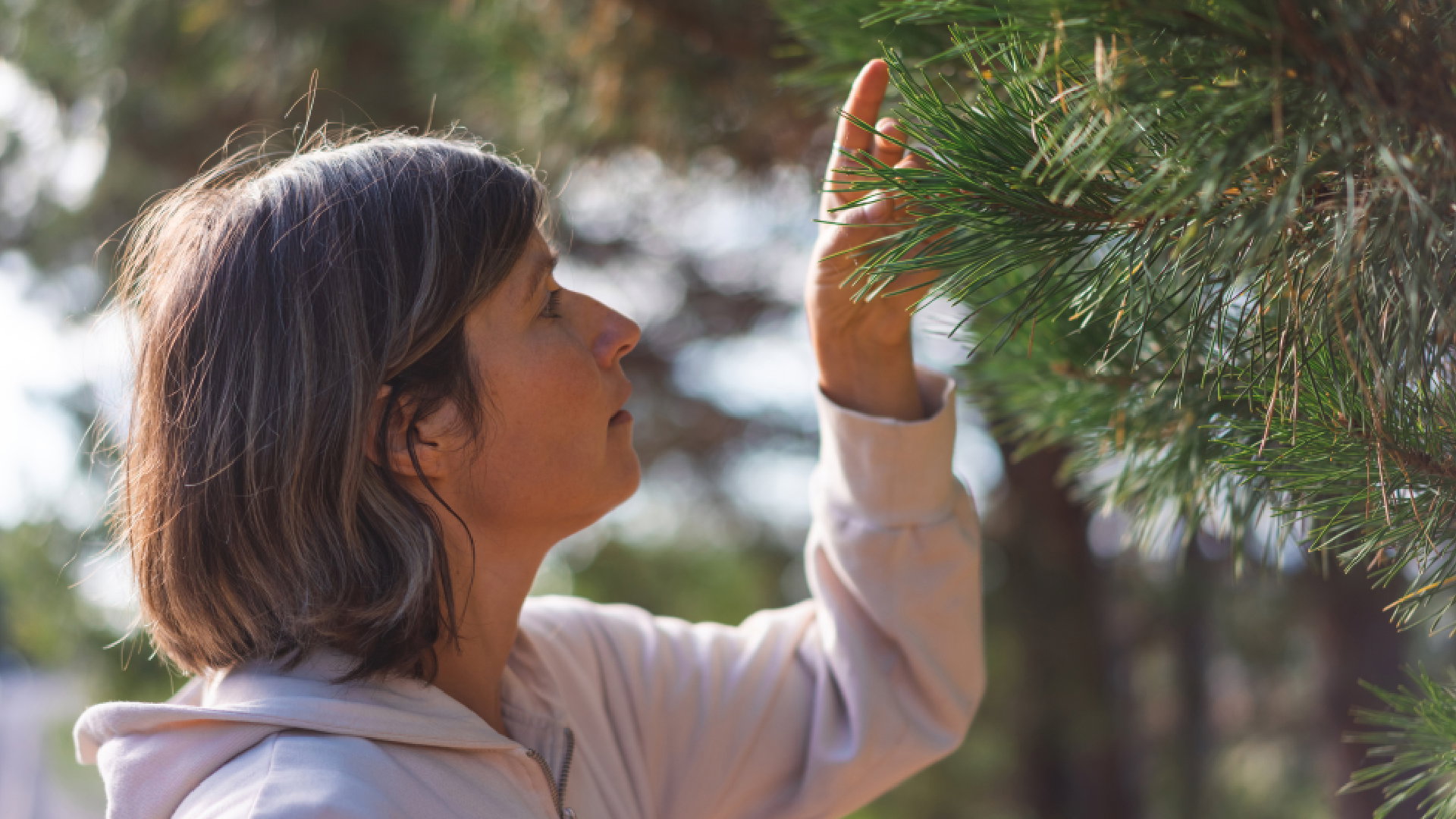 Sosna ma magiczne właściwości. Chroni przed chorobami, złem i oczyszcza umysł