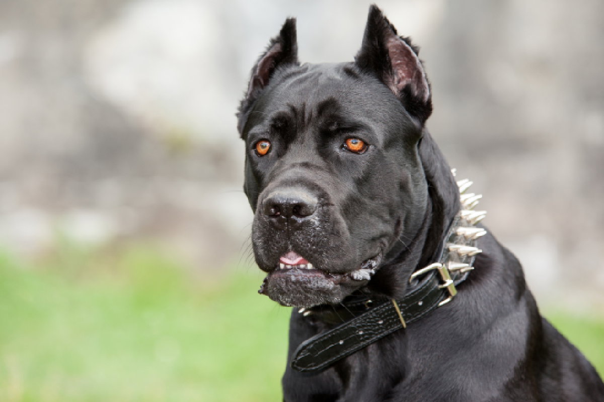 Legenda o czarnym psie