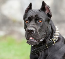 Legenda o czarnym psie