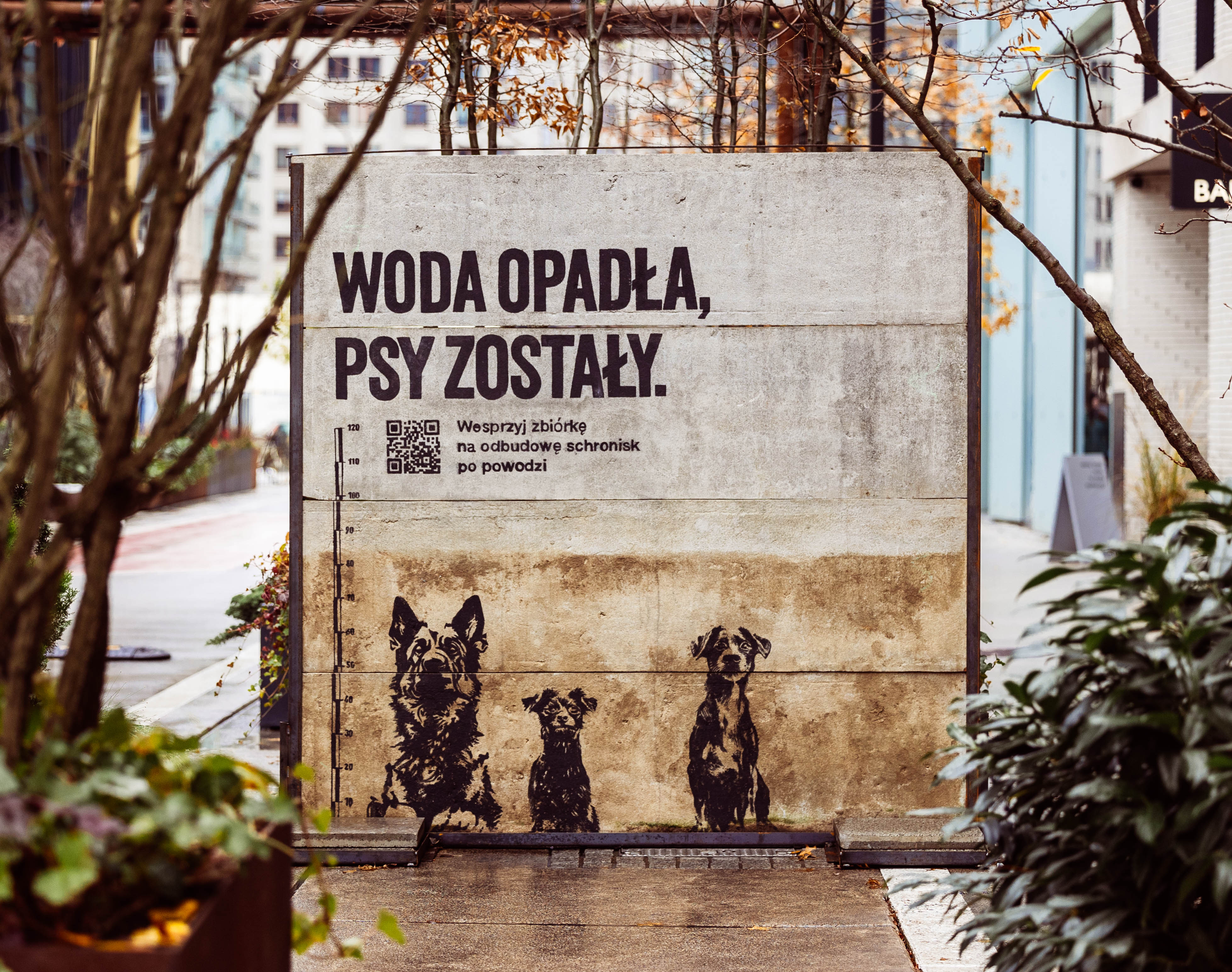 Woda opadła, psy zostały - kampania pomocowa
