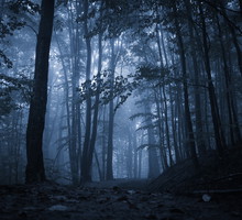 Nawiedzony las w Łodzi