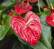 Anturium w domu przesądy