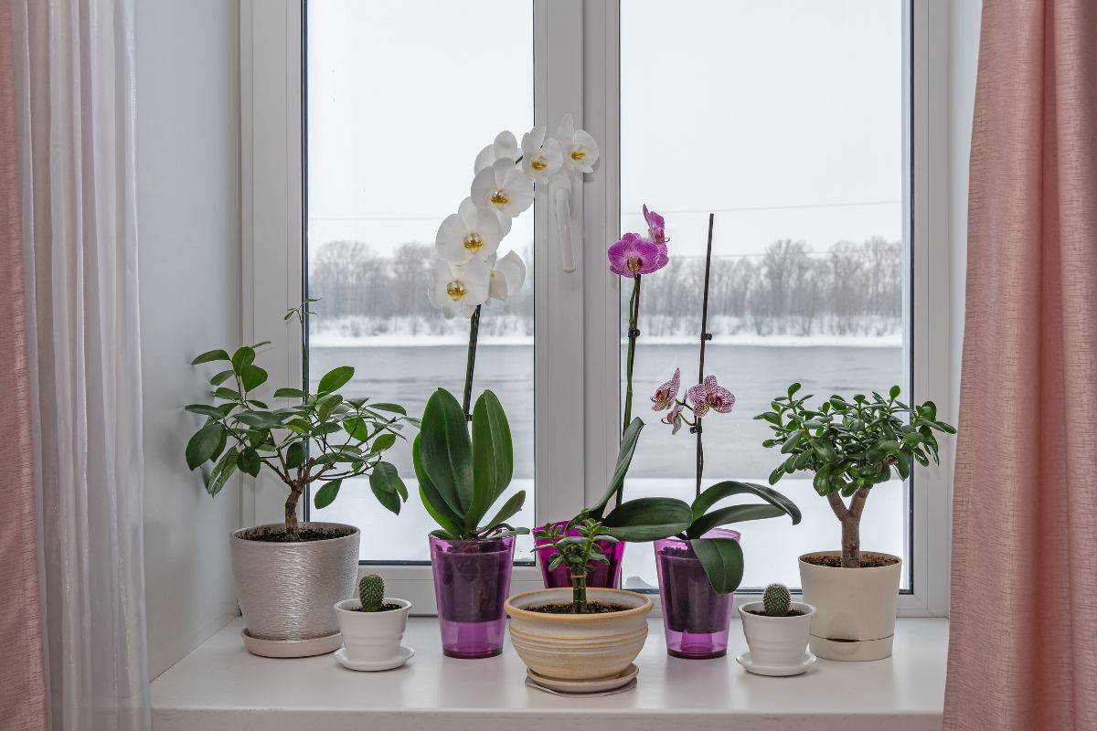 Storczyk to popularny kwiat