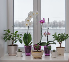 Storczyk to popularny kwiat