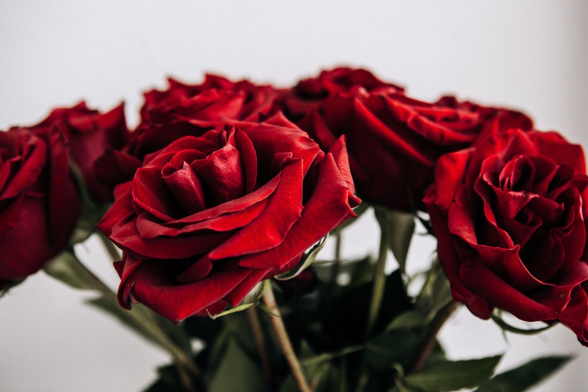 ilość róż znaczenie