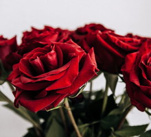 ilość róż znaczenie