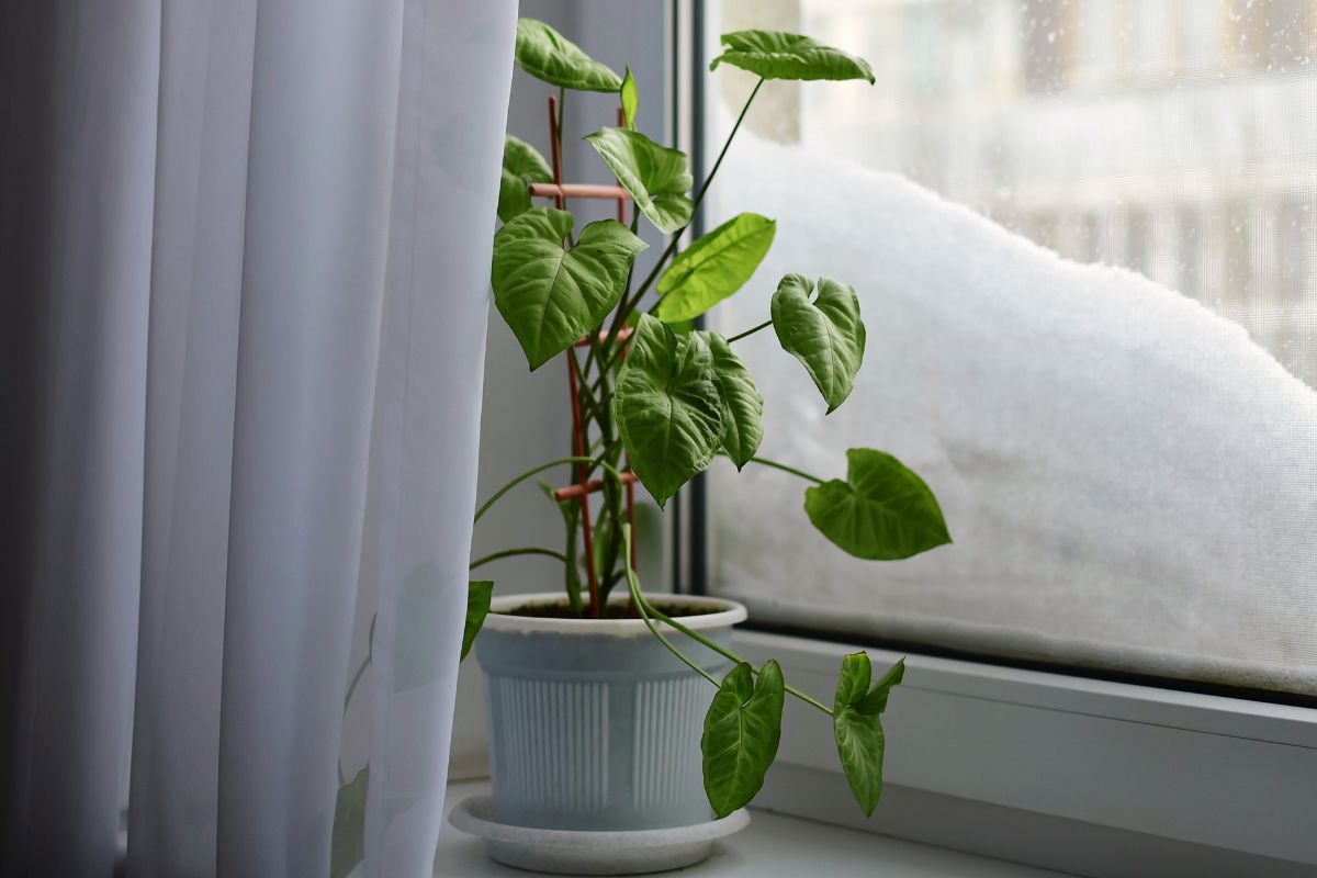 Syngonium zastępuje monsterę w naszych domach